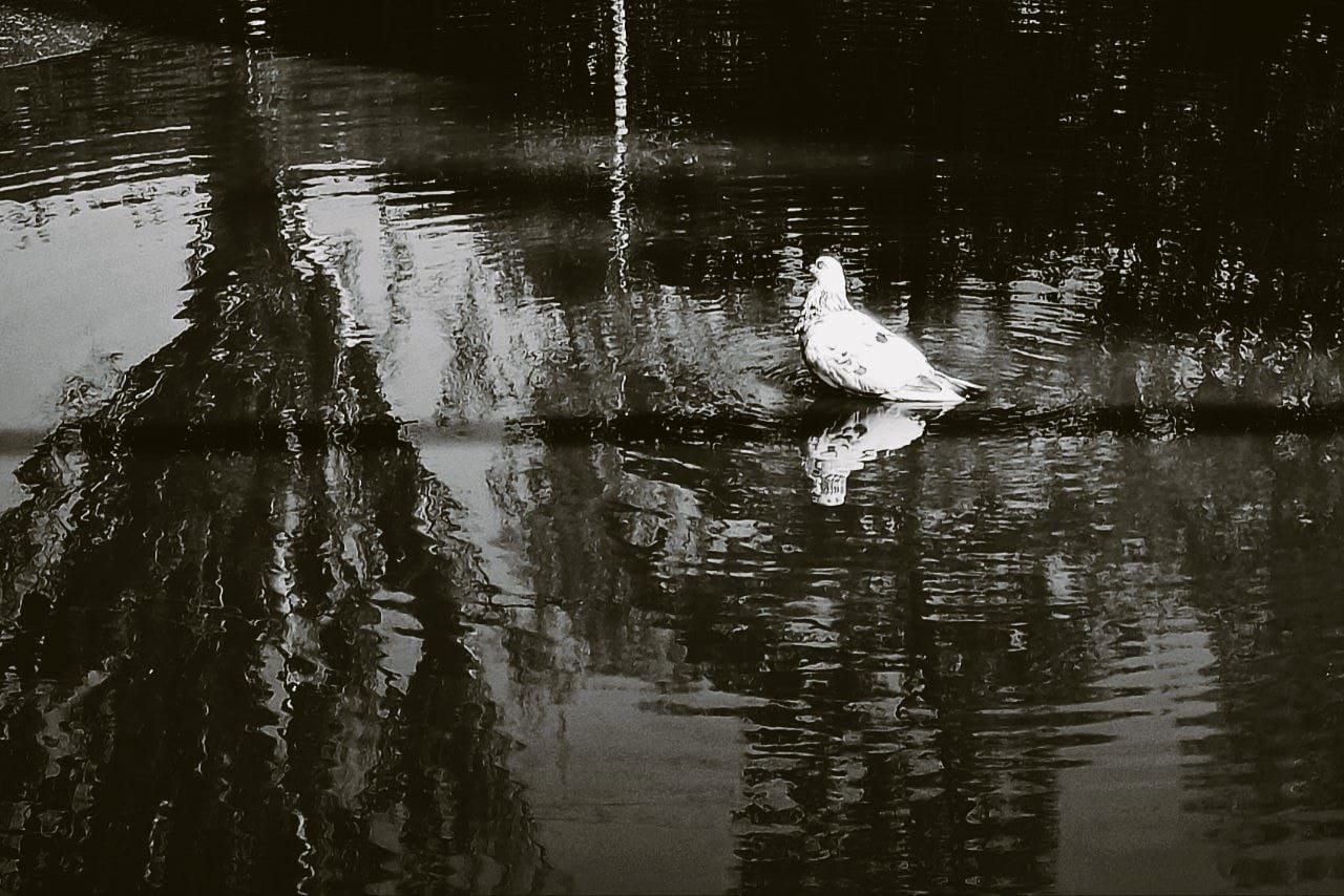 Photo by the author
