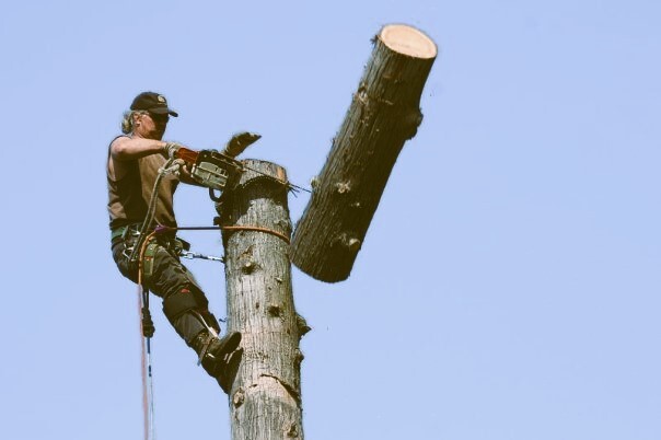 The correct name of Russell's profession is an arborist, not a lumberjack, as many believed.